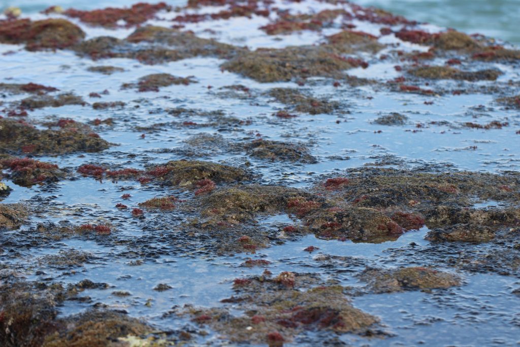 Ocean Algae